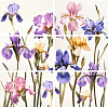 Декор-панно 01 Ирис 600х600 лилов. (комп=6шт) УЦЕНКА