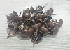 Гвозди мебельные медь (30 шт) 1,2*18,5-20 мм. D=10,5
